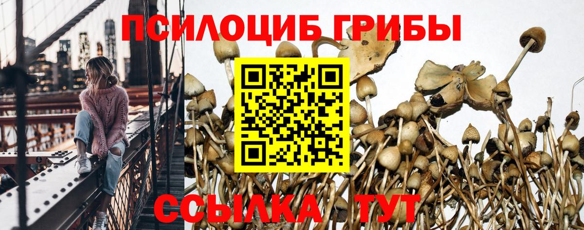 Фурманов  Псилоцибиновые грибы Cubensis  Вход с VPN  Псилоцибиновые грибы Psilocybe 